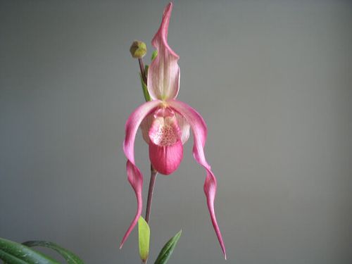 Phragmipedium Schroederae (Phragmipedium Sedenii × Phragmipedium caudatum)
