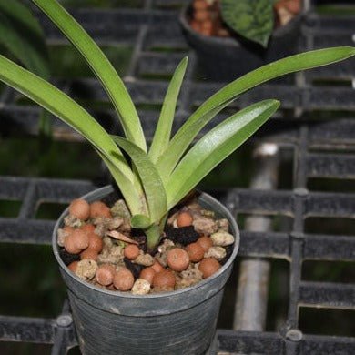 Paphiopedilum exul - PotPlantPetal