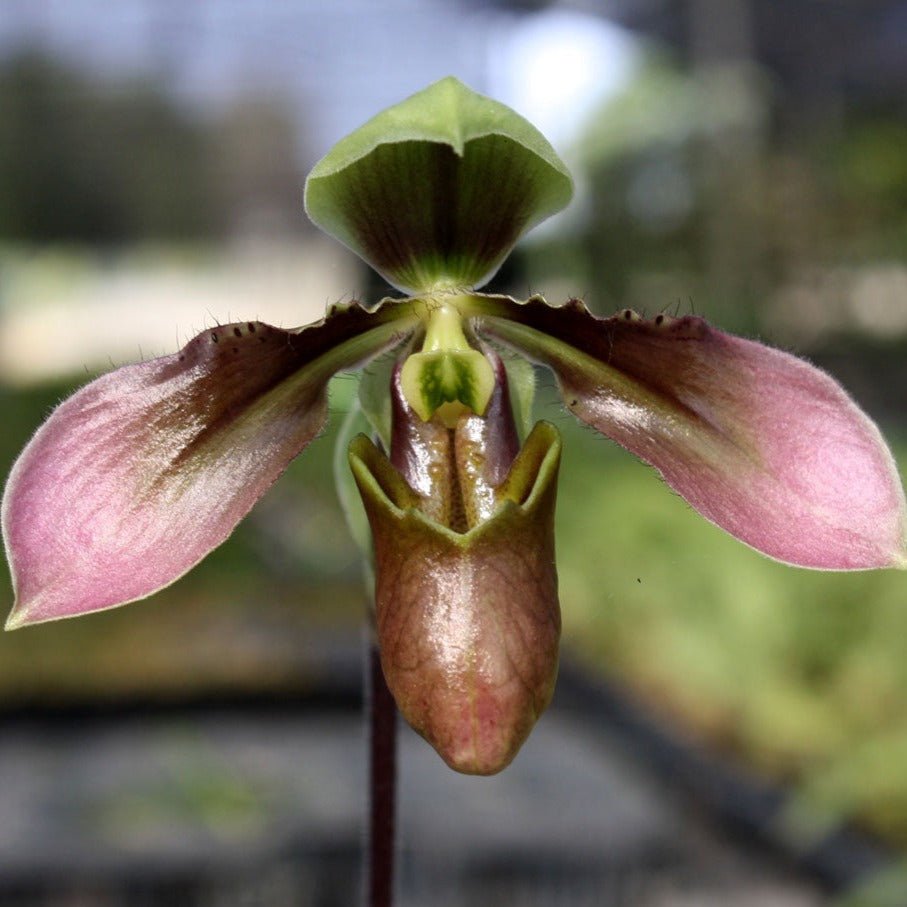 Paphiopedilum appletonianum - PotPlantPetal