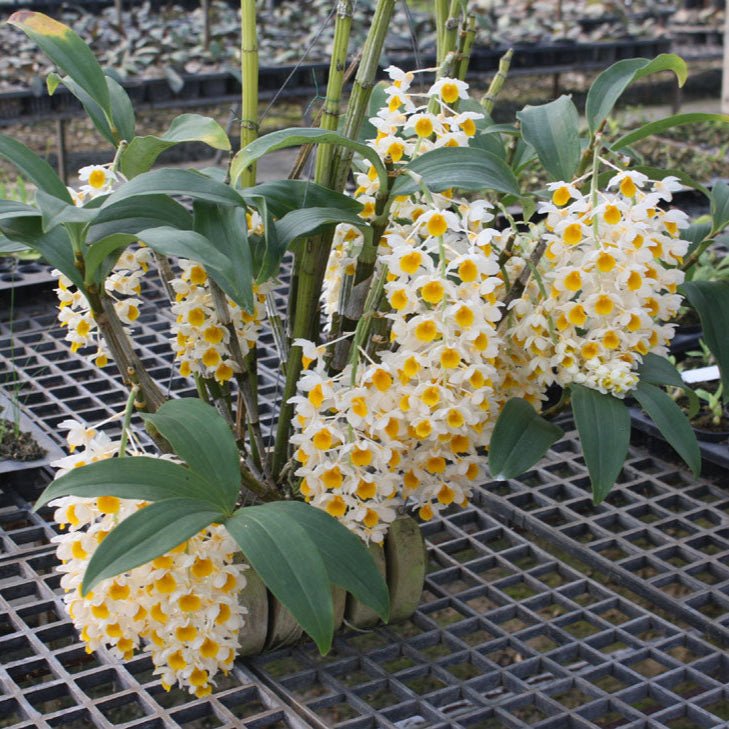 Dendrobium thyrsiflorum - PotPlantPetal