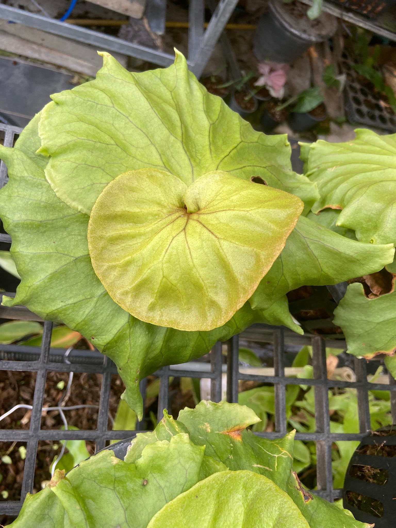 Platycerium Mt. Kitshakood