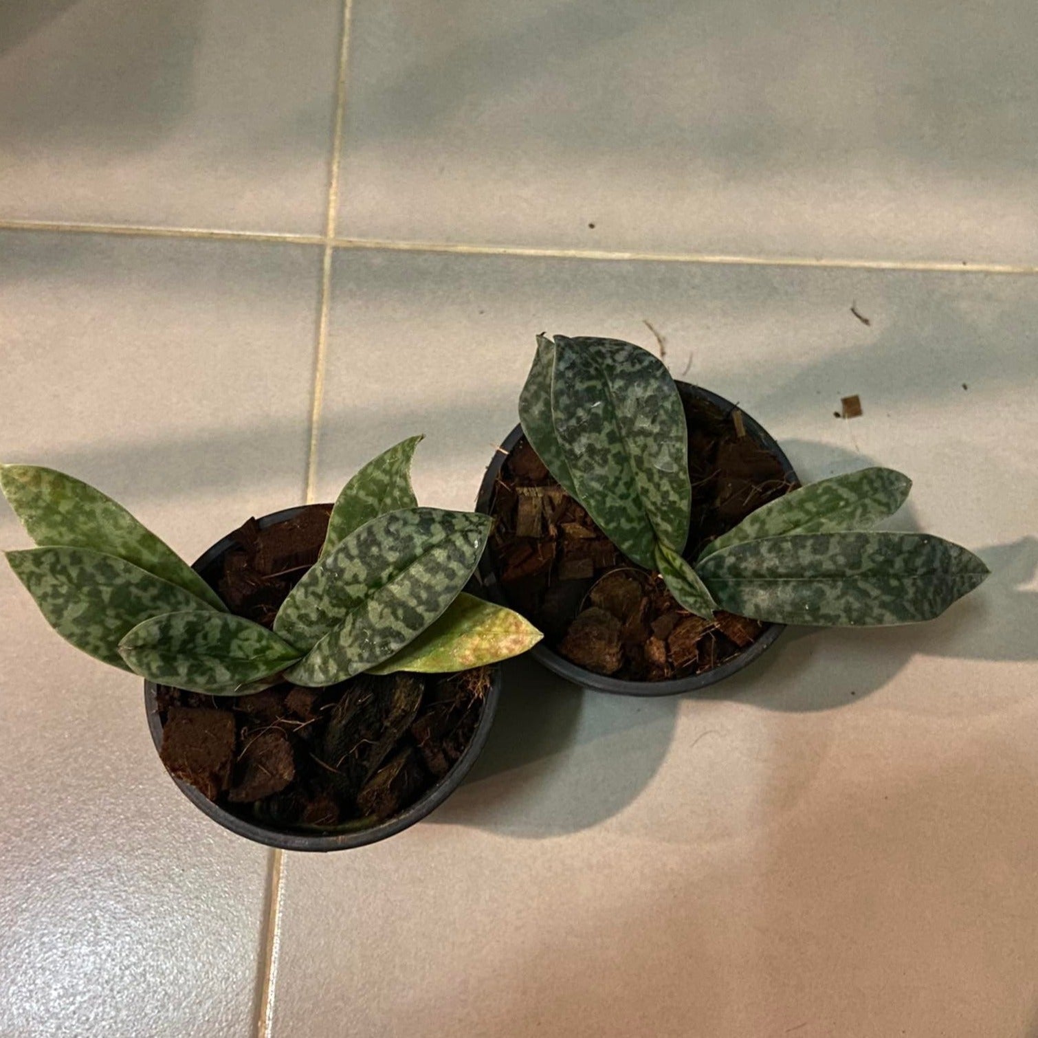Paphiopedilum venustum - PotPlantPetal
