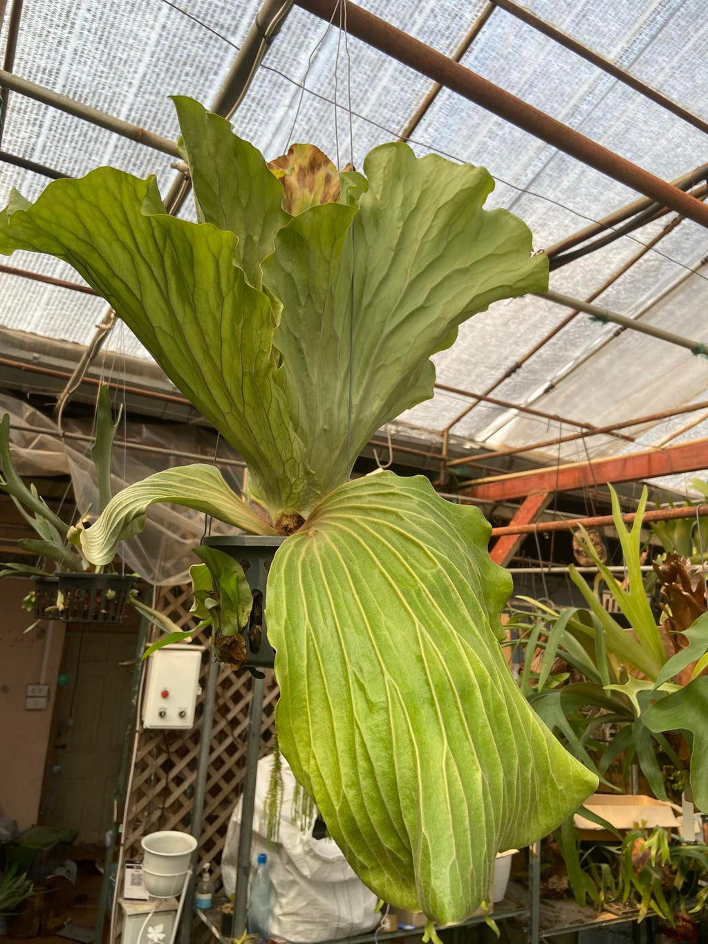 Platycerium elephantotis