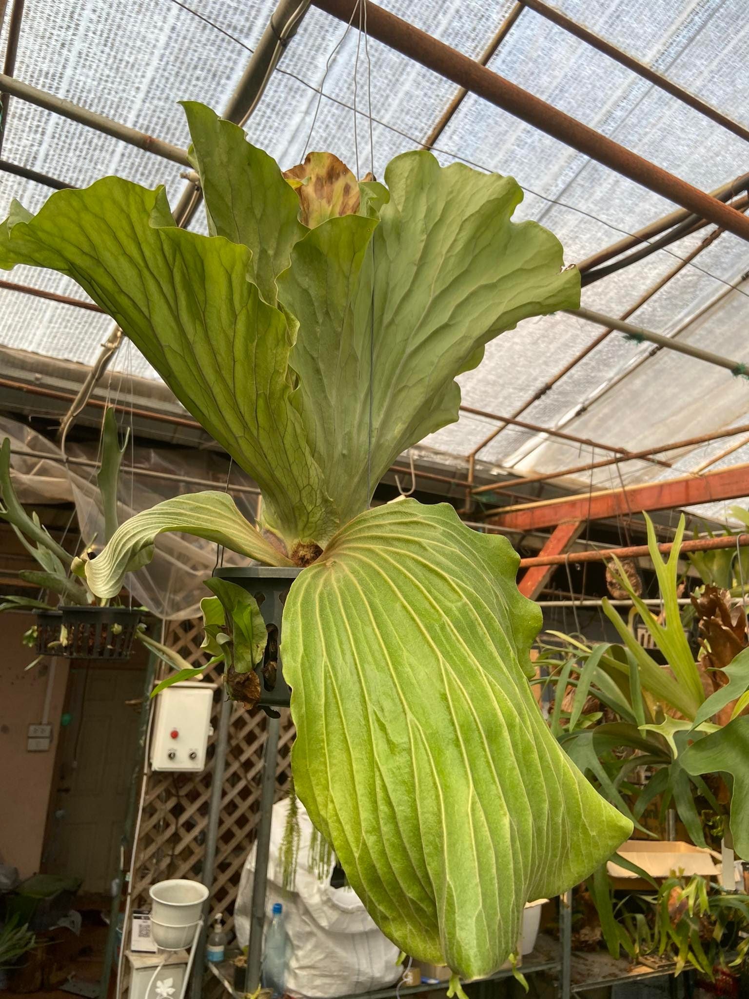 Platycerium elephantotis