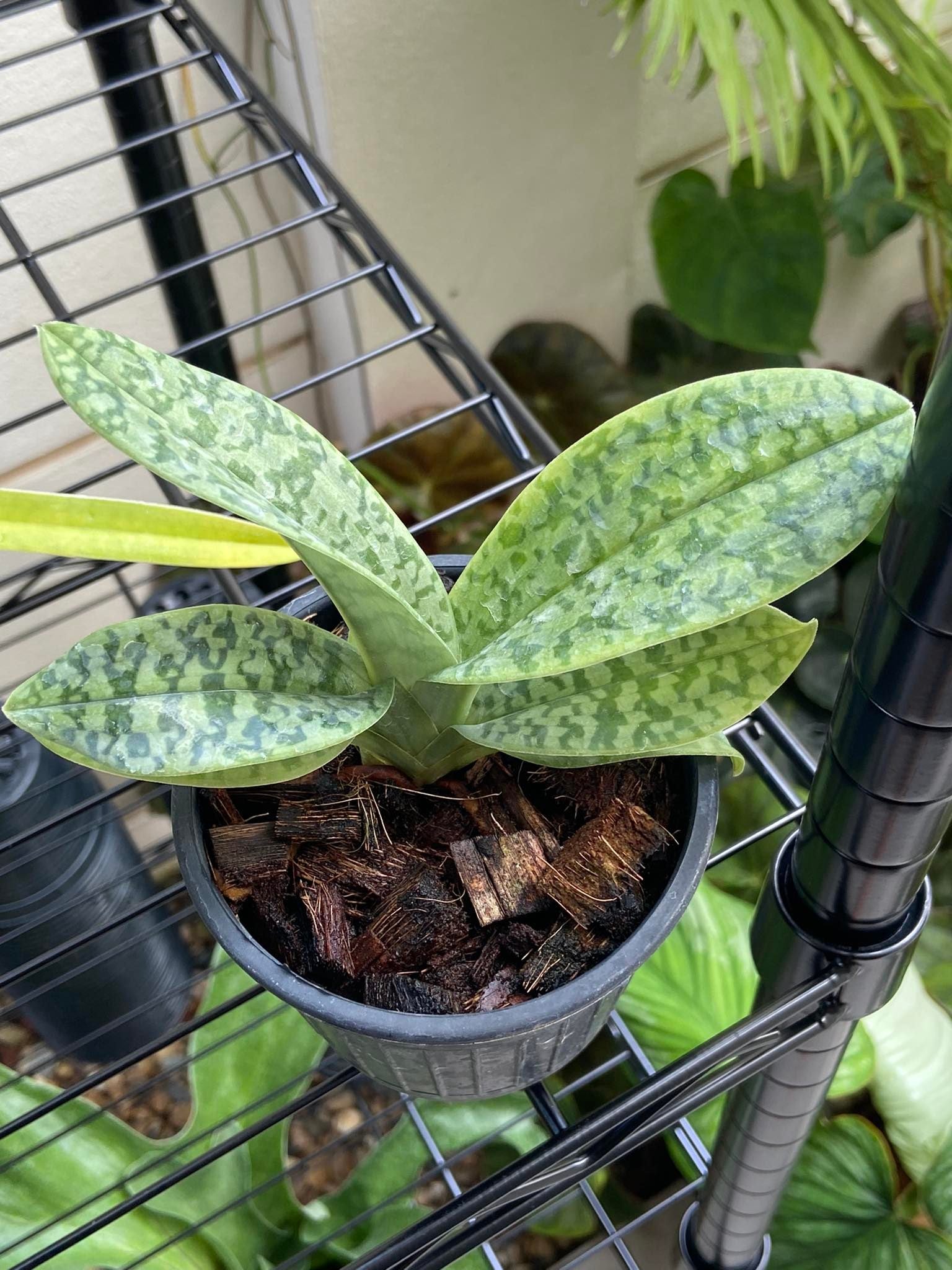 Paphiopedilum venustum v. alba - PotPlantPetal