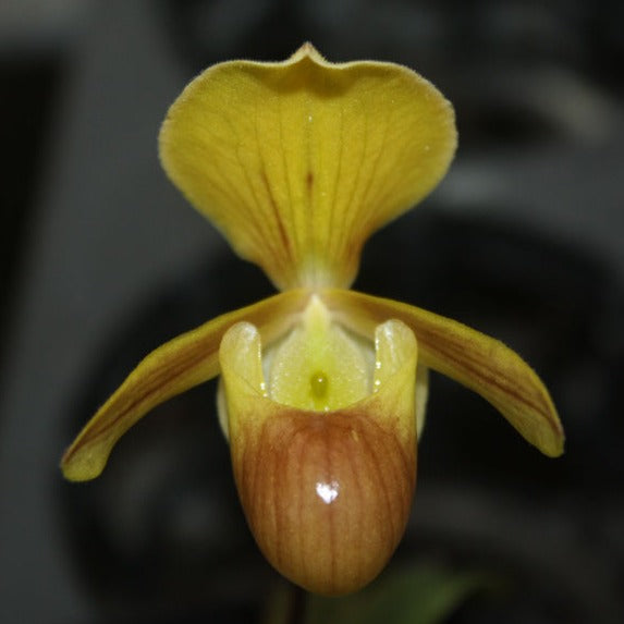 Paphiopedilum helenae