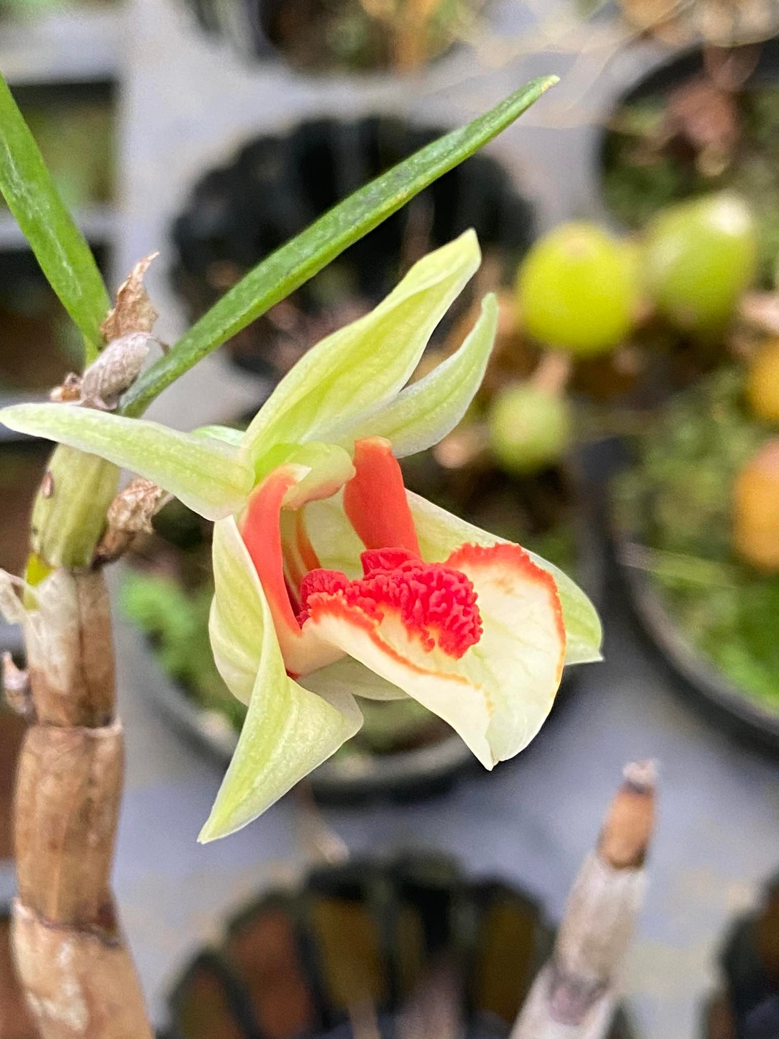 Dendrobium suzukii