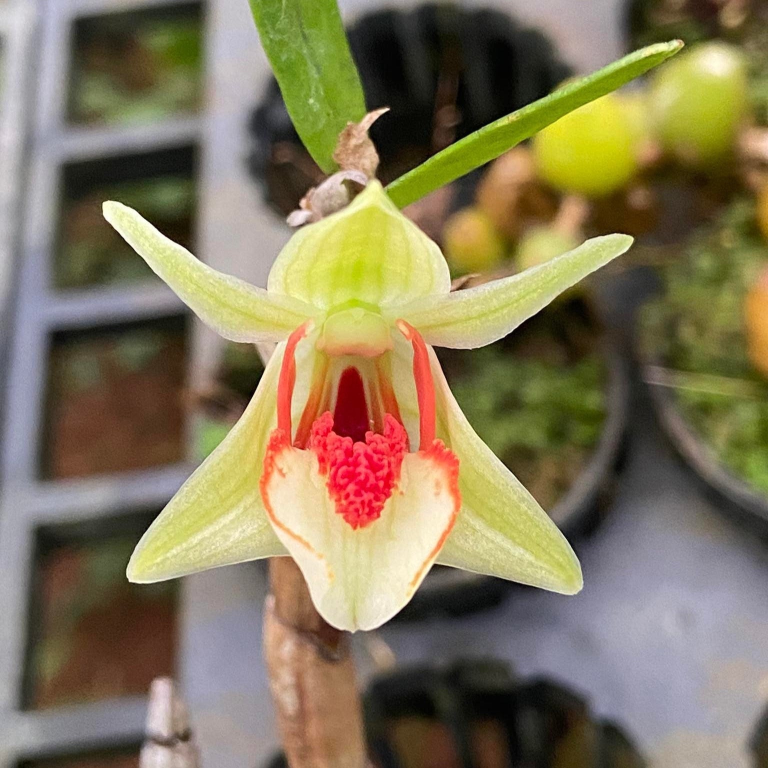 Dendrobium suzukii
