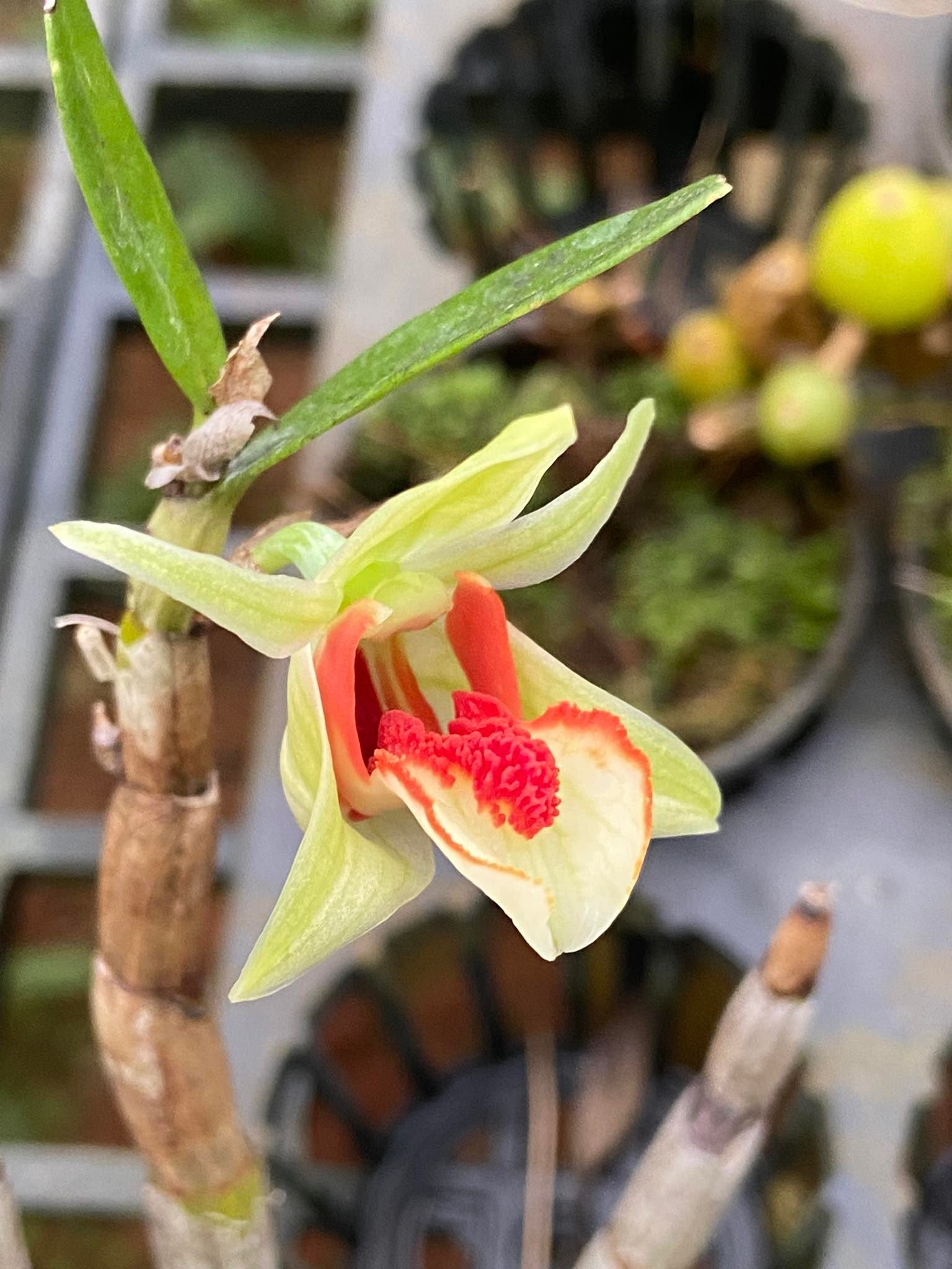 Dendrobium suzukii