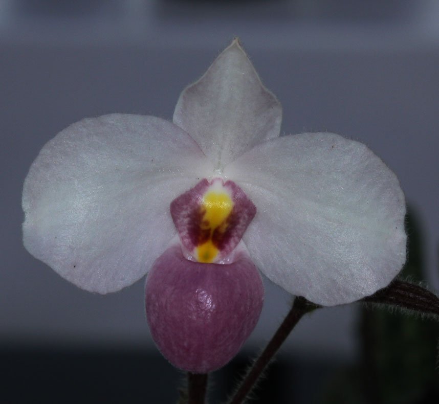 Paphiopedilum delenatii - PotPlantPetal