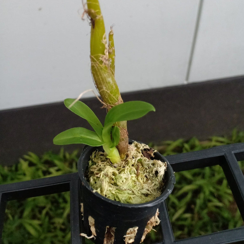 Dendrobium garrettii (White) - PotPlantPetal
