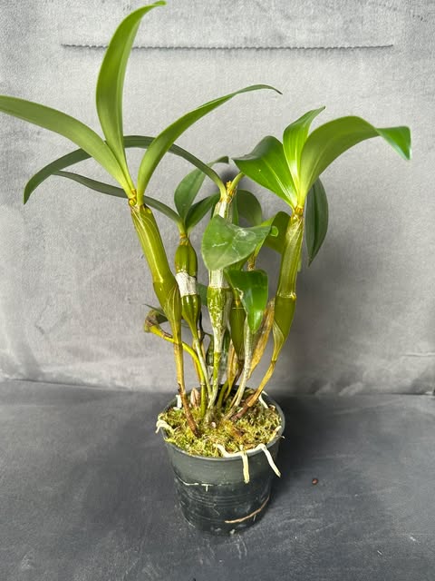 Dendrobium thyrsiflorum - PotPlantPetal