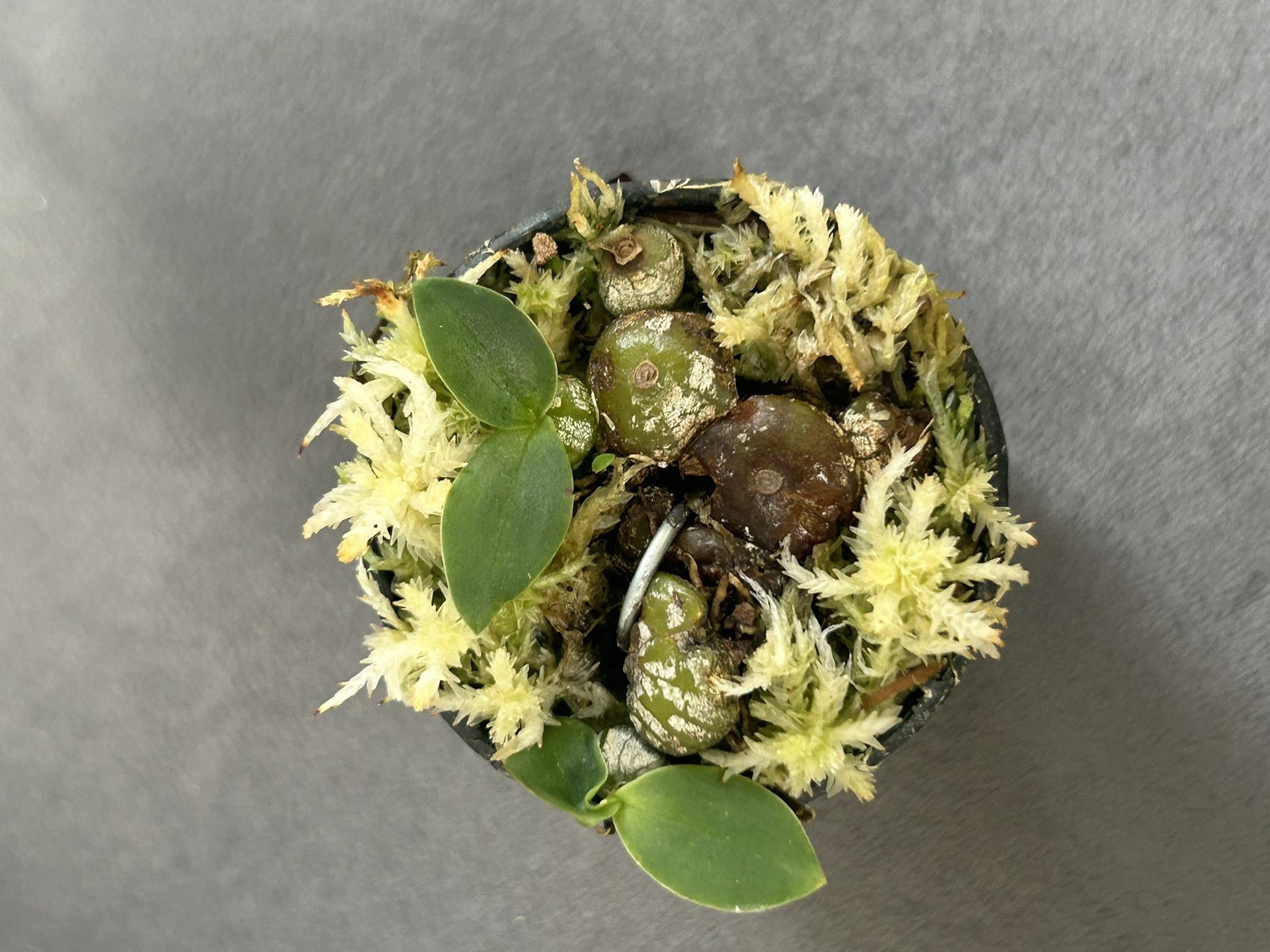 Bulbophyllum polliculosum - PotPlantPetal