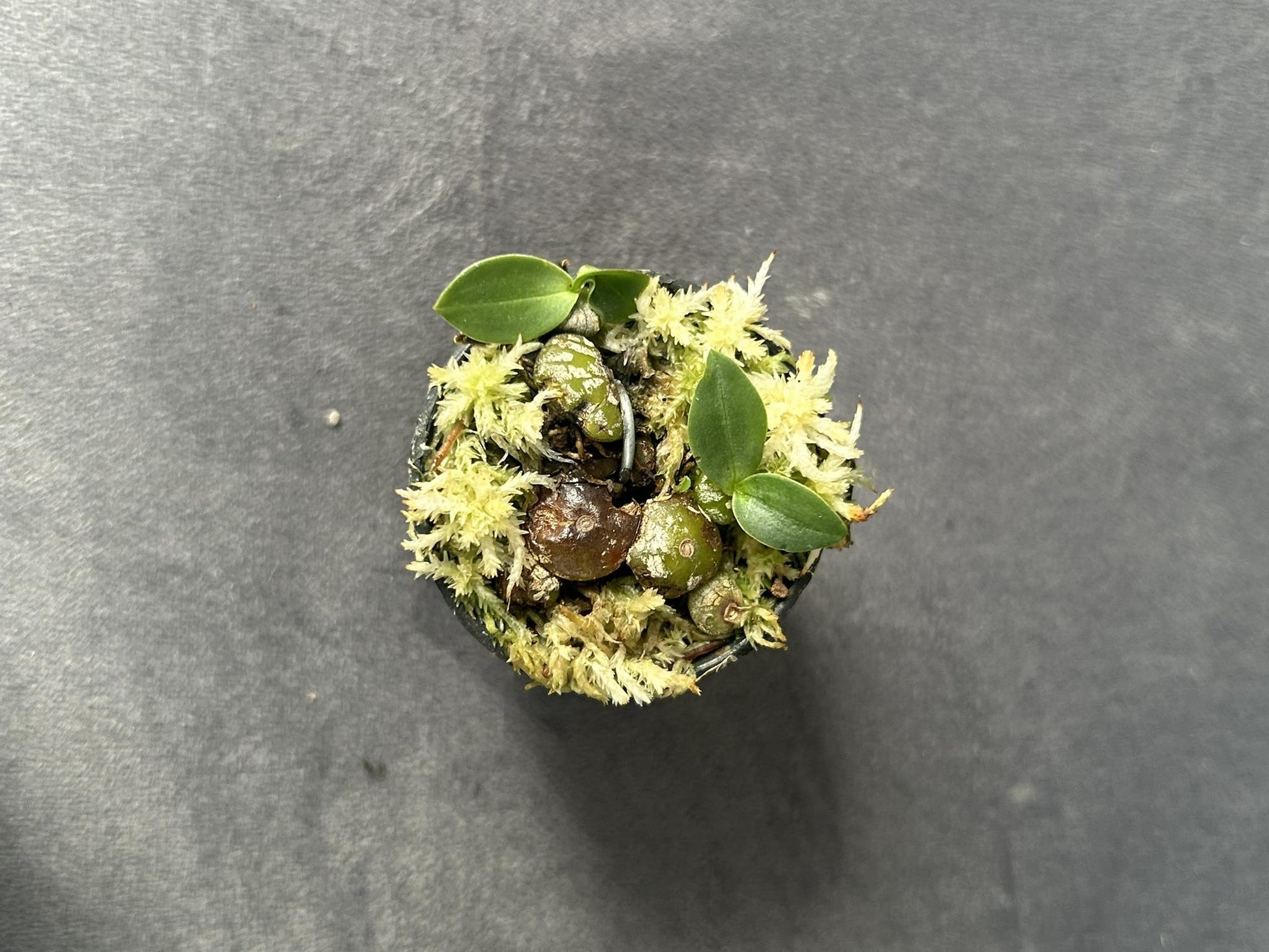 Bulbophyllum polliculosum - PotPlantPetal