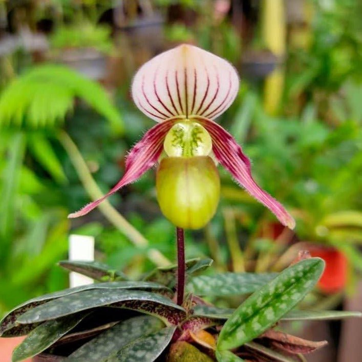 Paphiopedilum canhii - PotPlantPetal