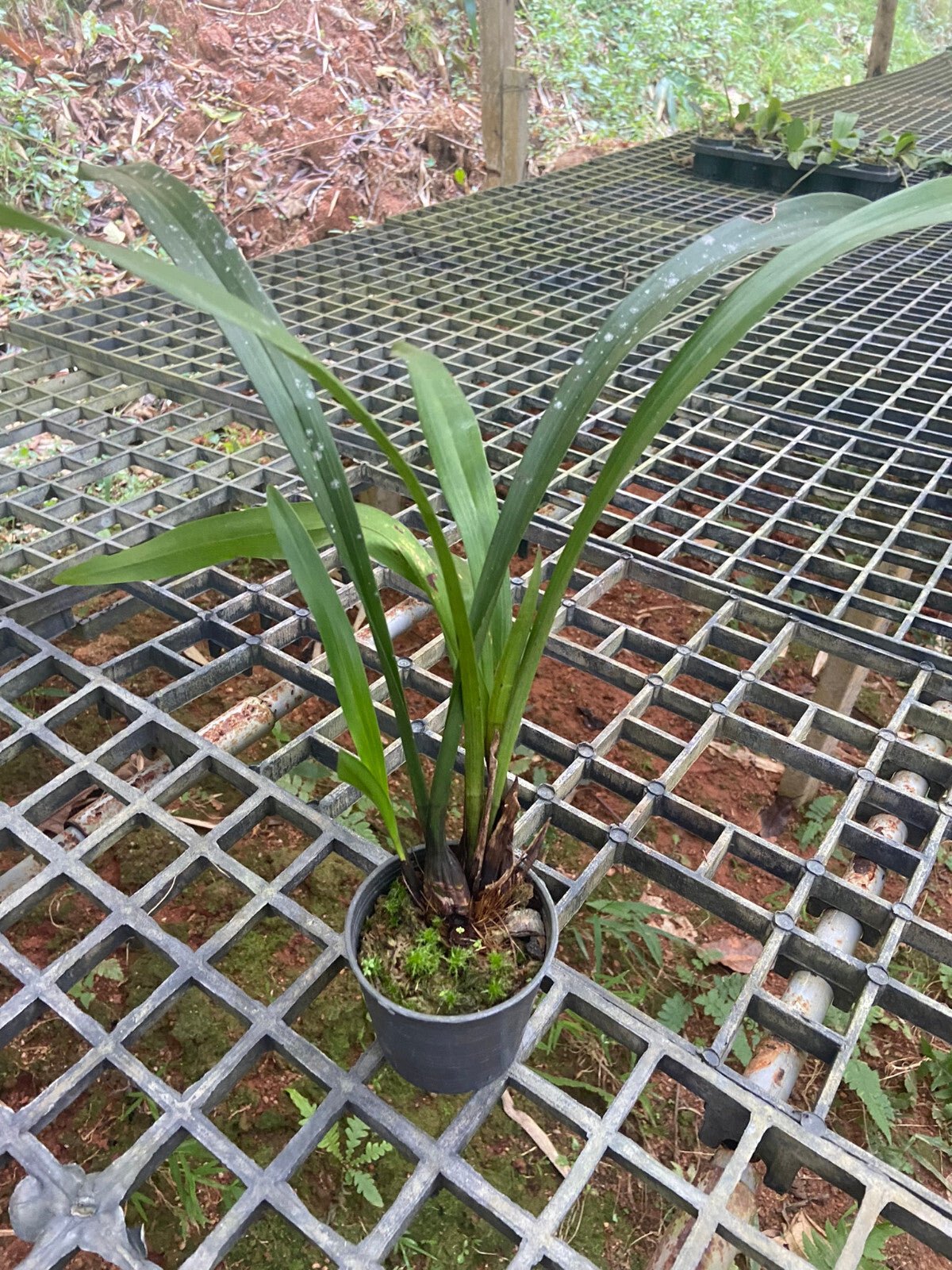 Cymbidium seidenfadenii - PotPlantPetal