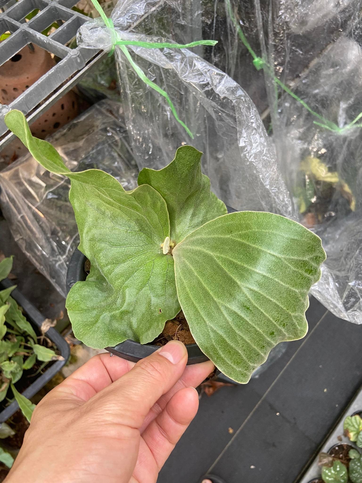 Platycerium elephantotis