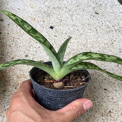 Paphiopedilum appletonianum - PotPlantPetal