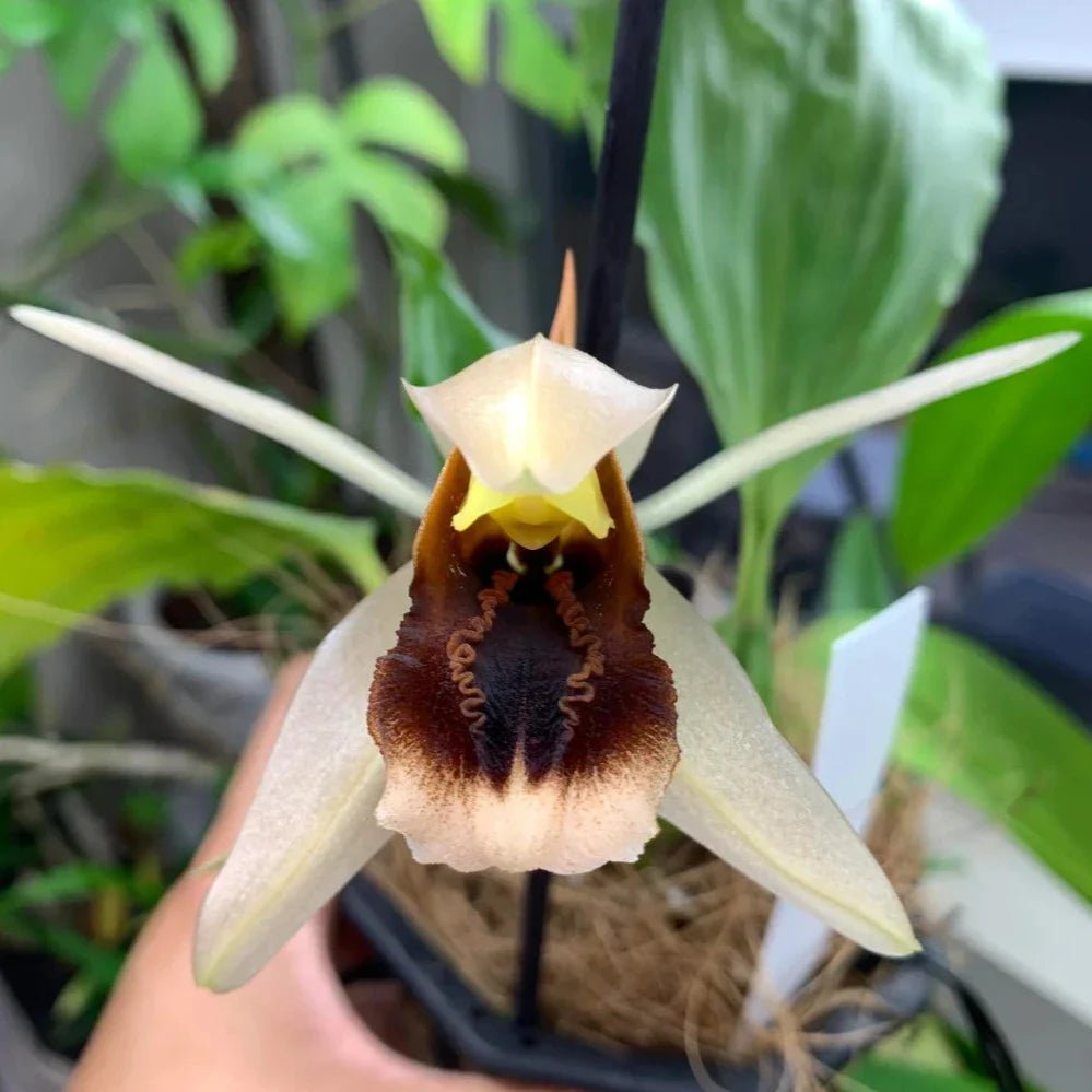 Coelogyne xyrekes - PotPlantPetal