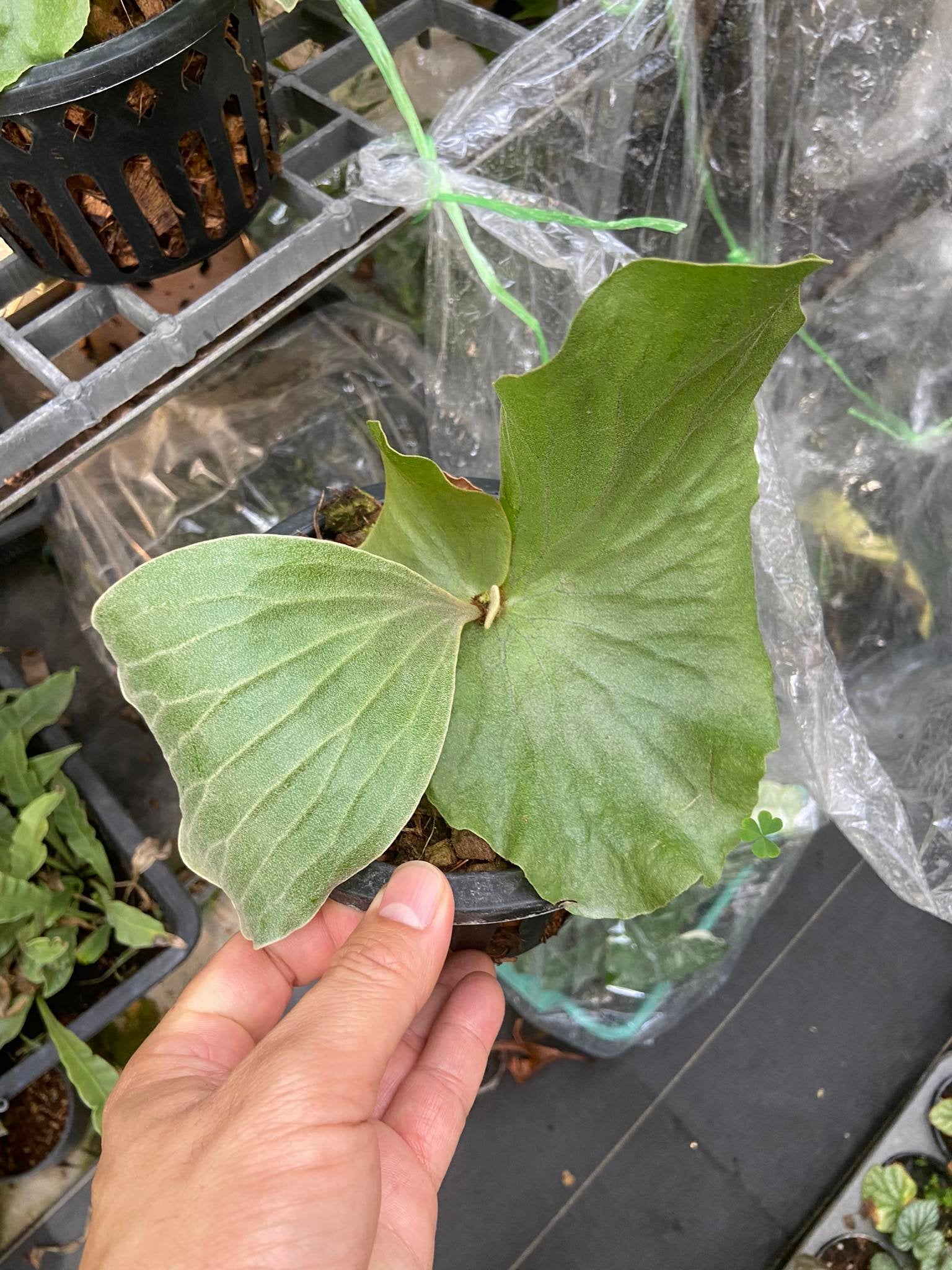 Platycerium elephantotis