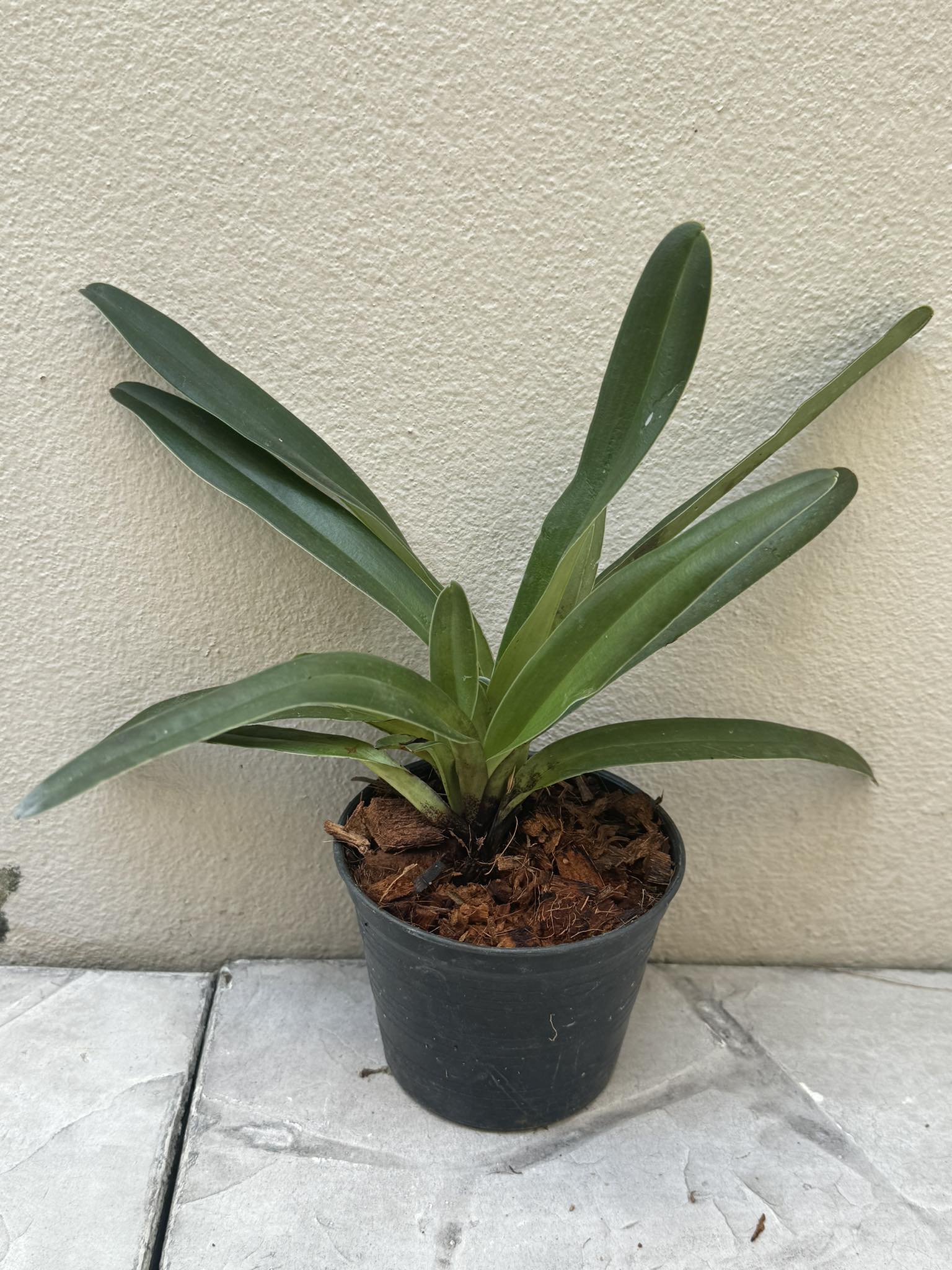 Paphiopedilum sulivongii (Paphiopedilum barbigerum var. sulivongii) - PotPlantPetal