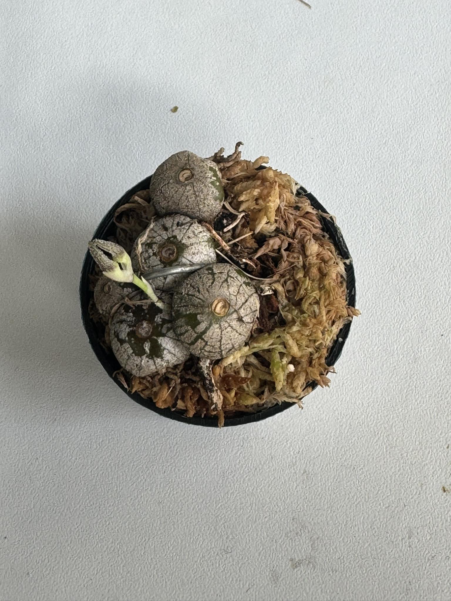 Bulbophyllum polliculosum - PotPlantPetal