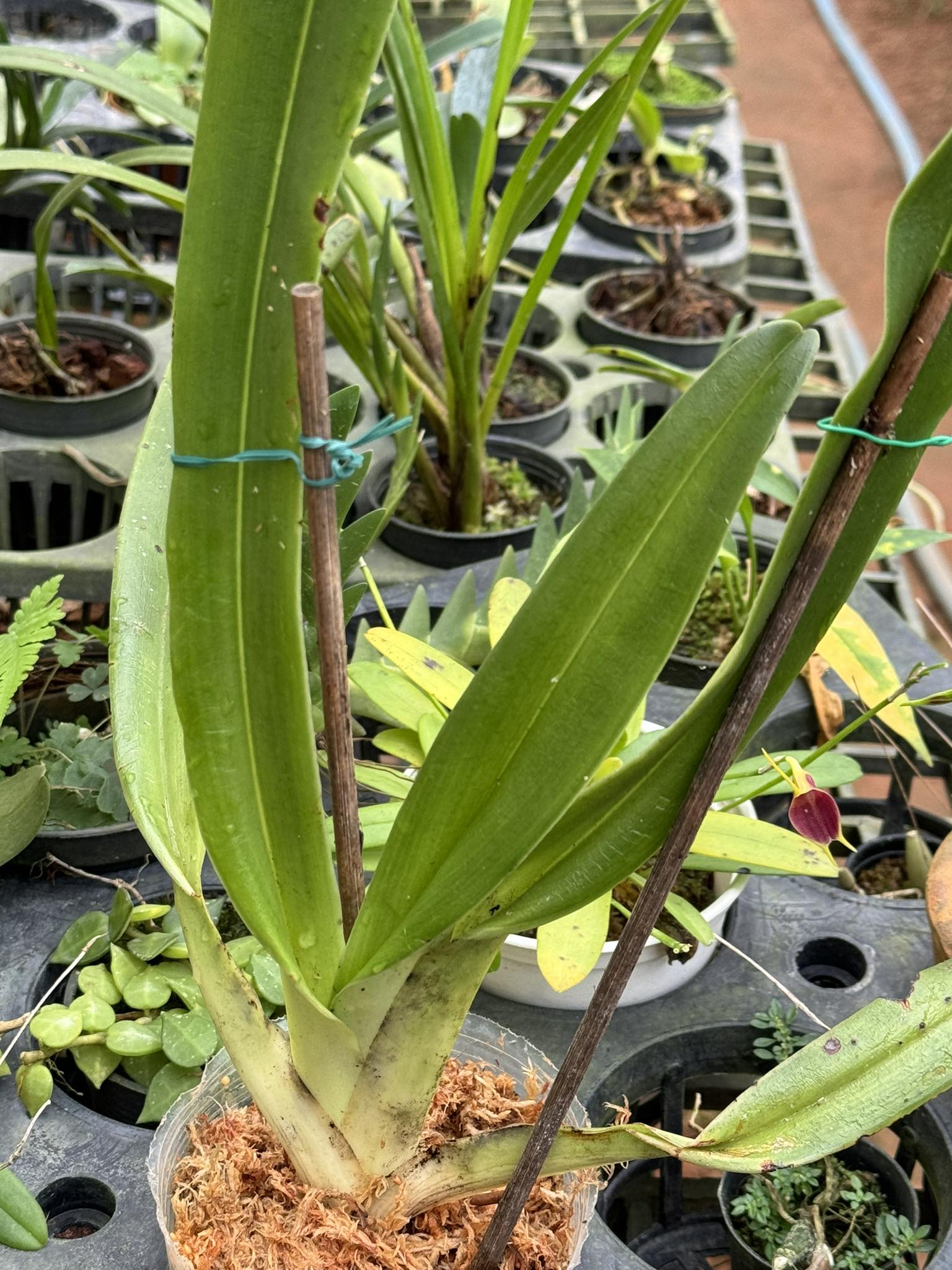 Paphiopedilum rothschildianum - PotPlantPetal
