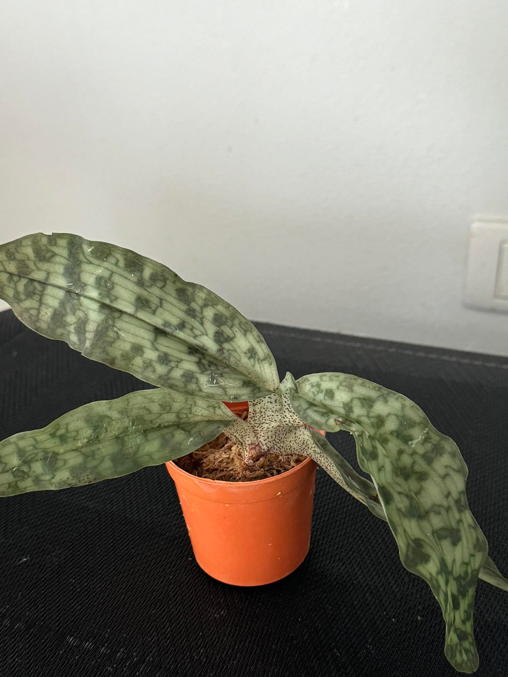 Paphiopedilum jackii - PotPlantPetal