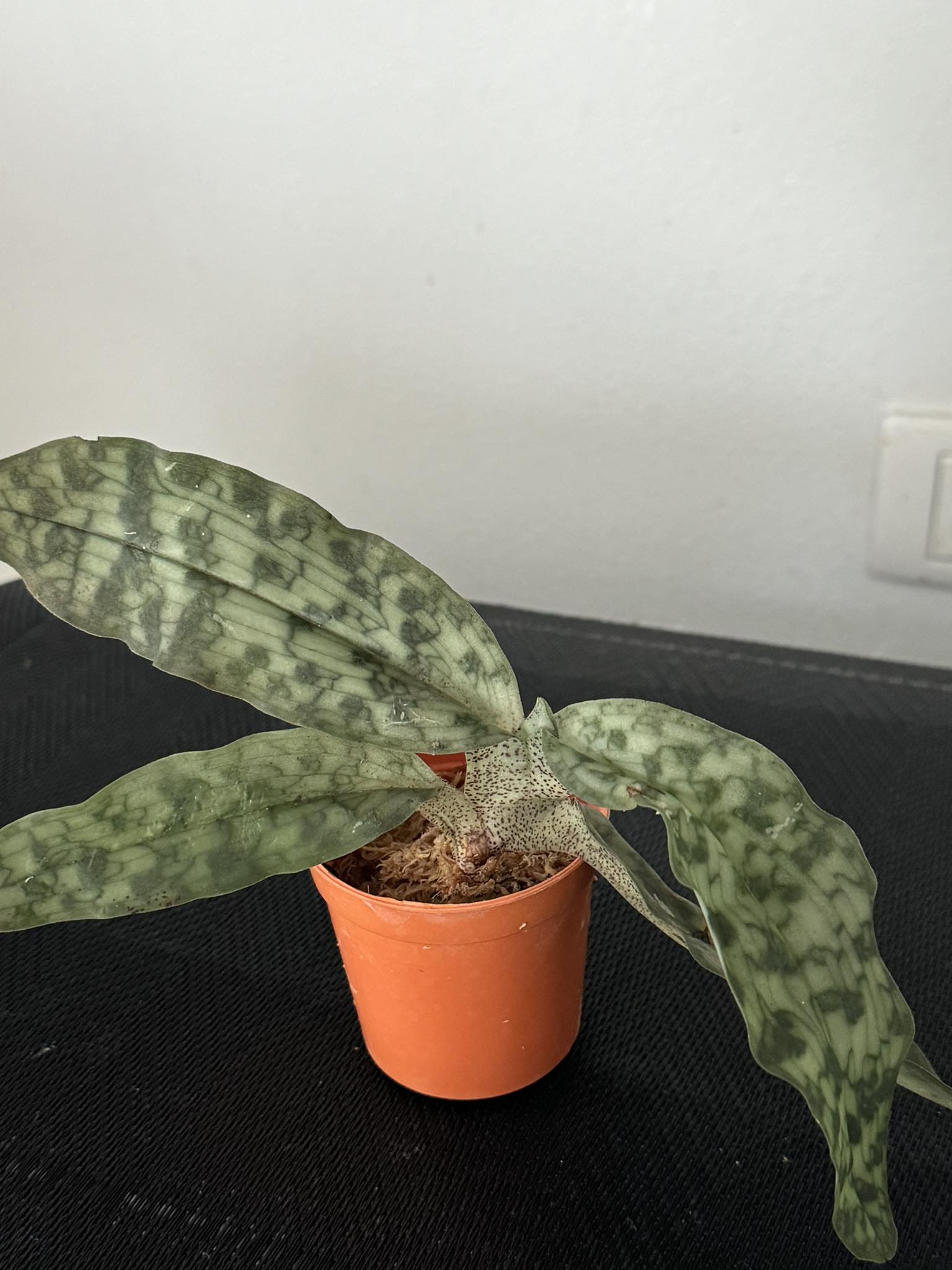 Paphiopedilum jackii - PotPlantPetal