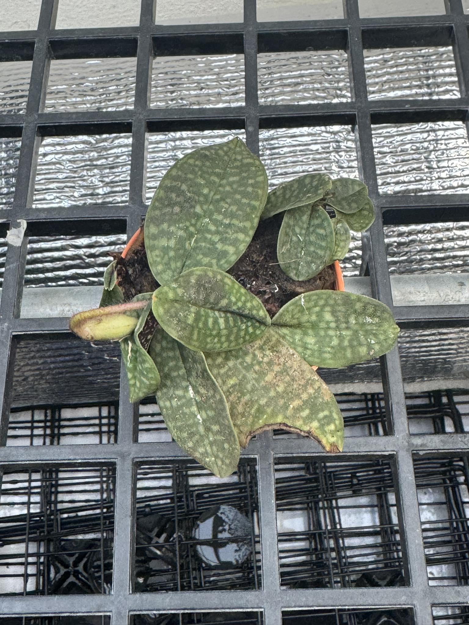 Paphiopedilum canhii - PotPlantPetal