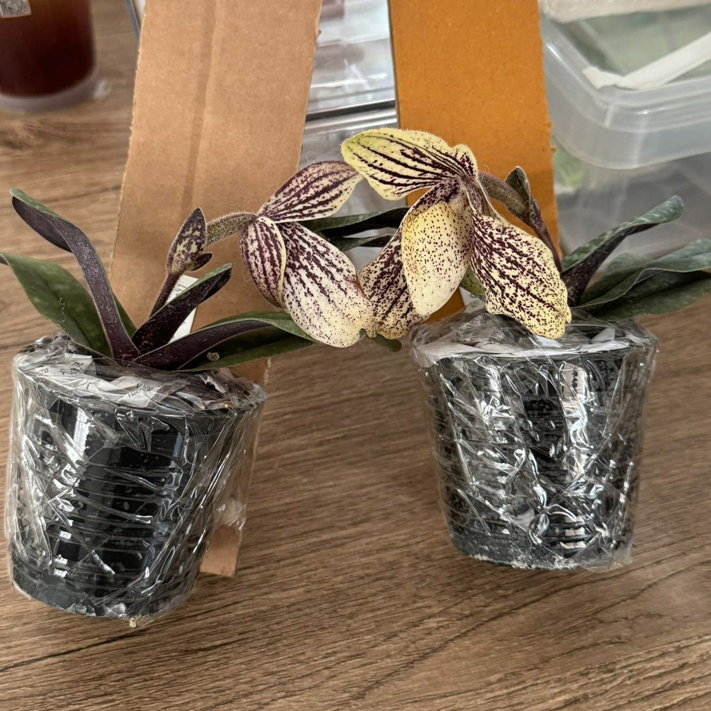 Paphiopedilum myanmaricum - PotPlantPetal
