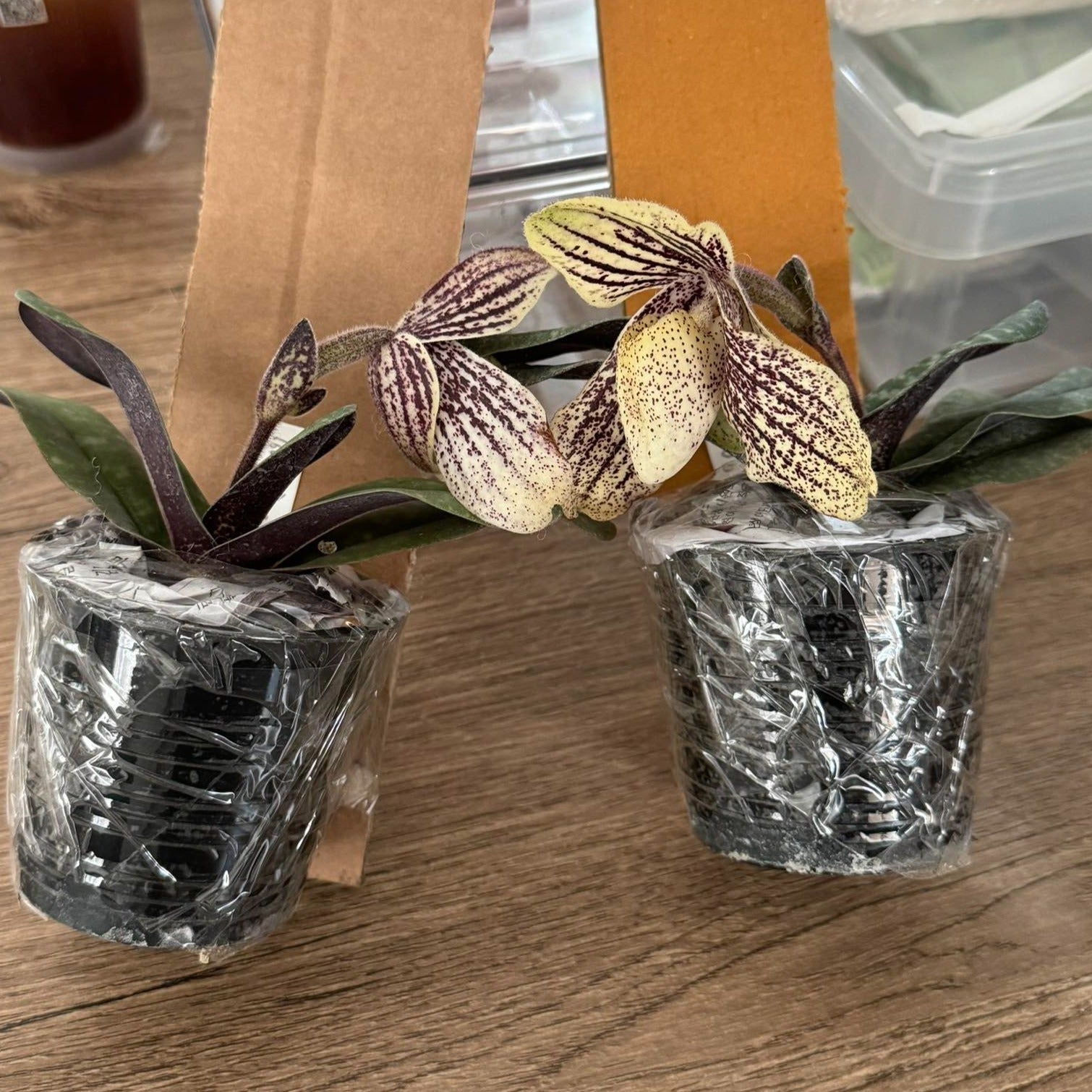 Paphiopedilum myanmaricum - PotPlantPetal