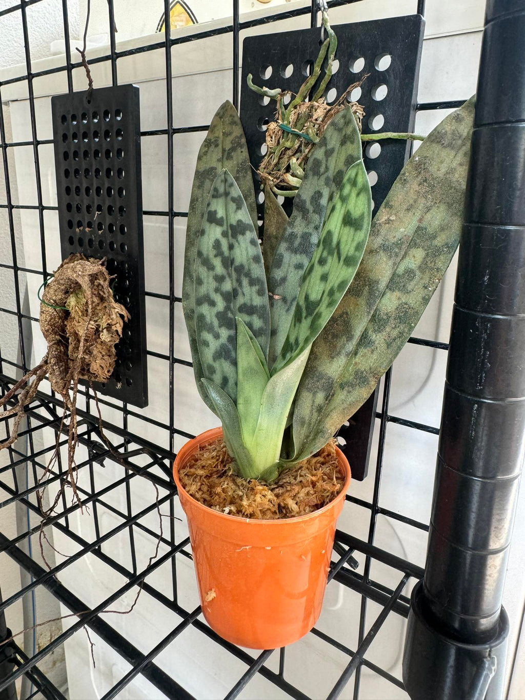 Paphiopedilum sukhakulii - PotPlantPetal