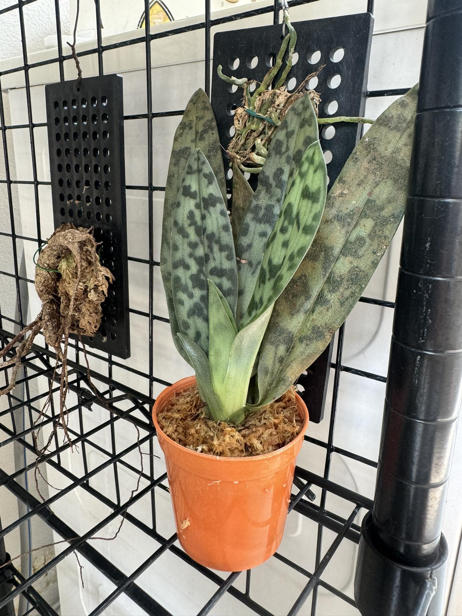 Paphiopedilum sukhakulii - PotPlantPetal