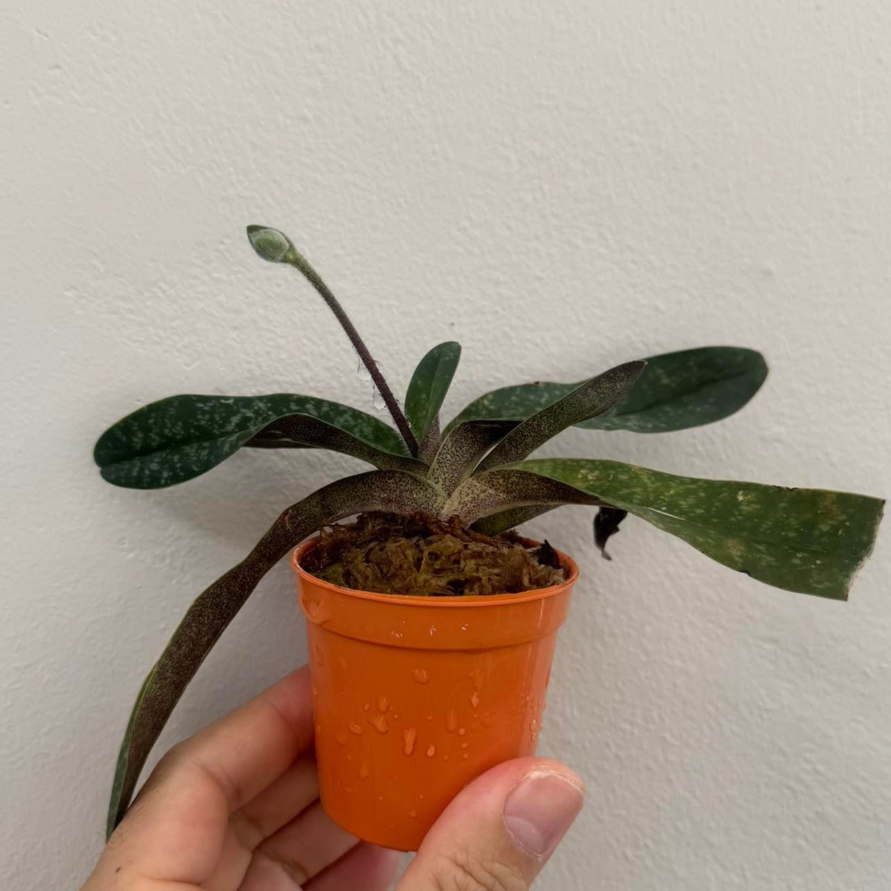 Paphiopedilum concolor (Kanchanaburi) - PotPlantPetal