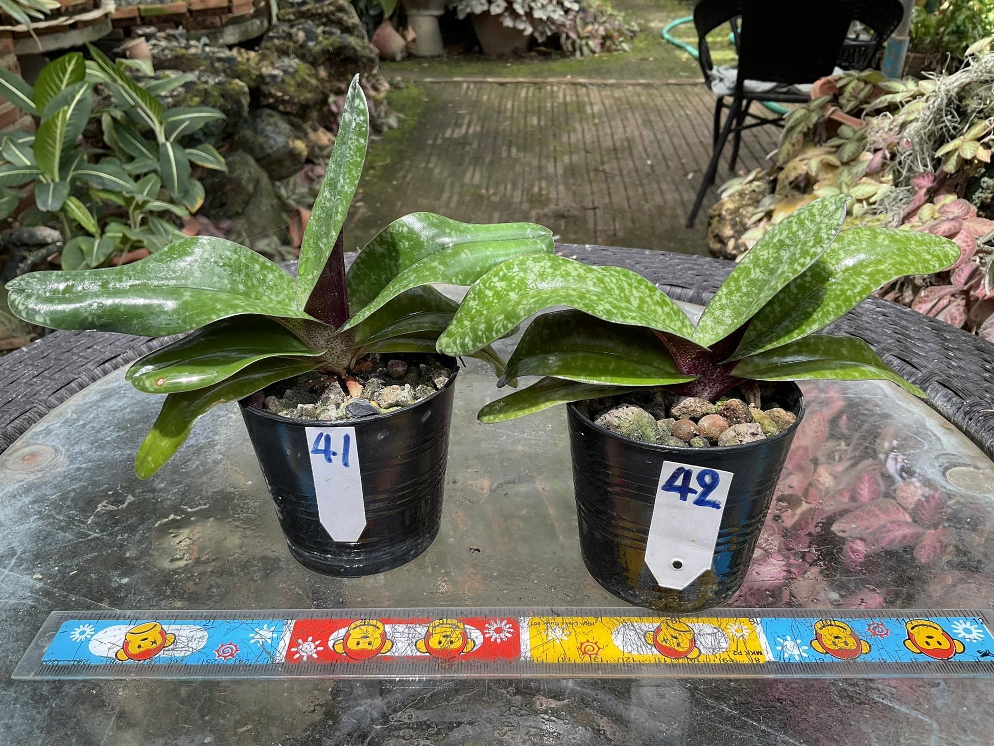Paphiopedilum josianae (concolor var. longipetalum) - PotPlantPetal