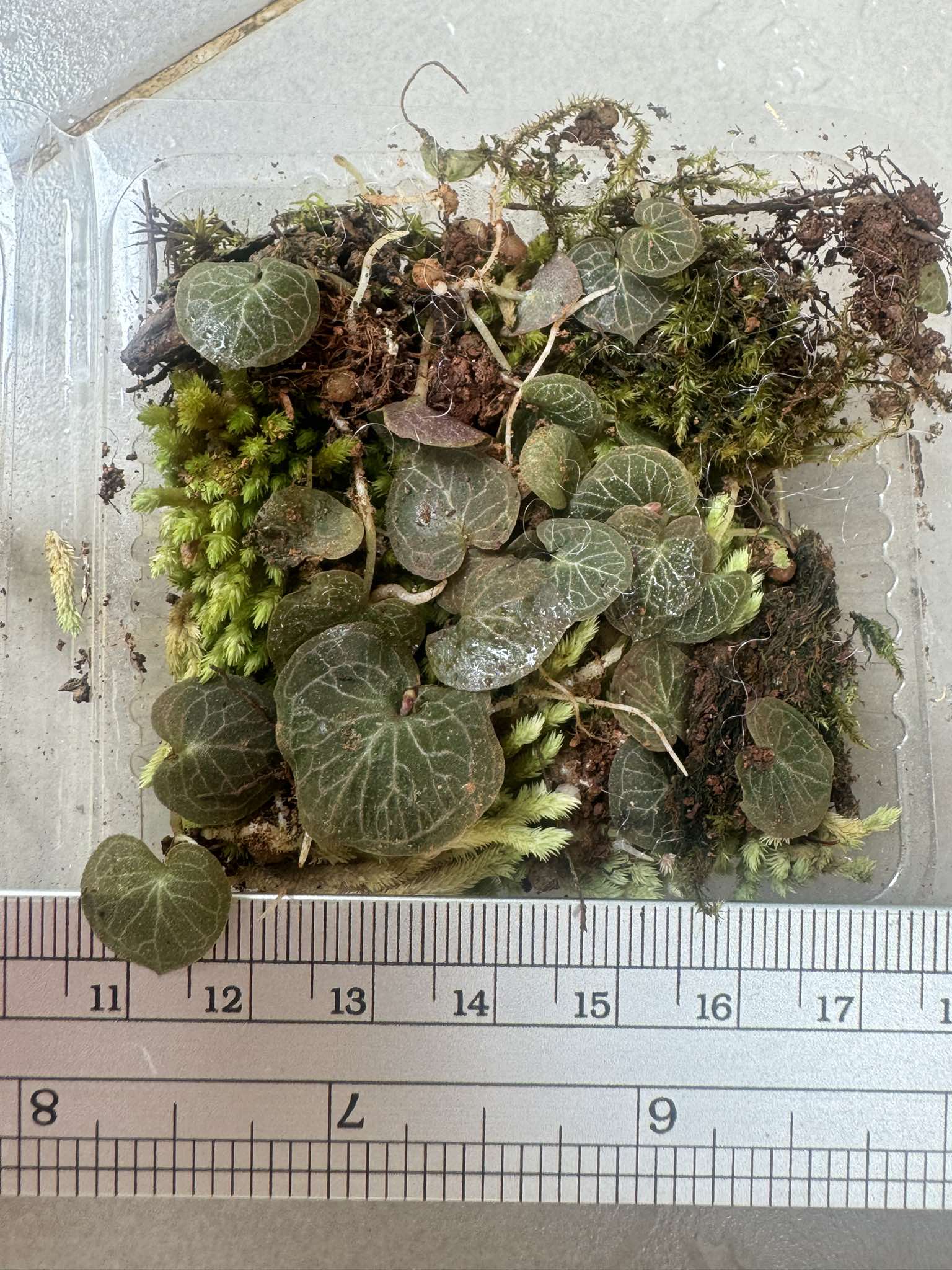 Corybas ecarinatus (Helmet Orchid) 5 Plant/tuber - PotPlantPetal