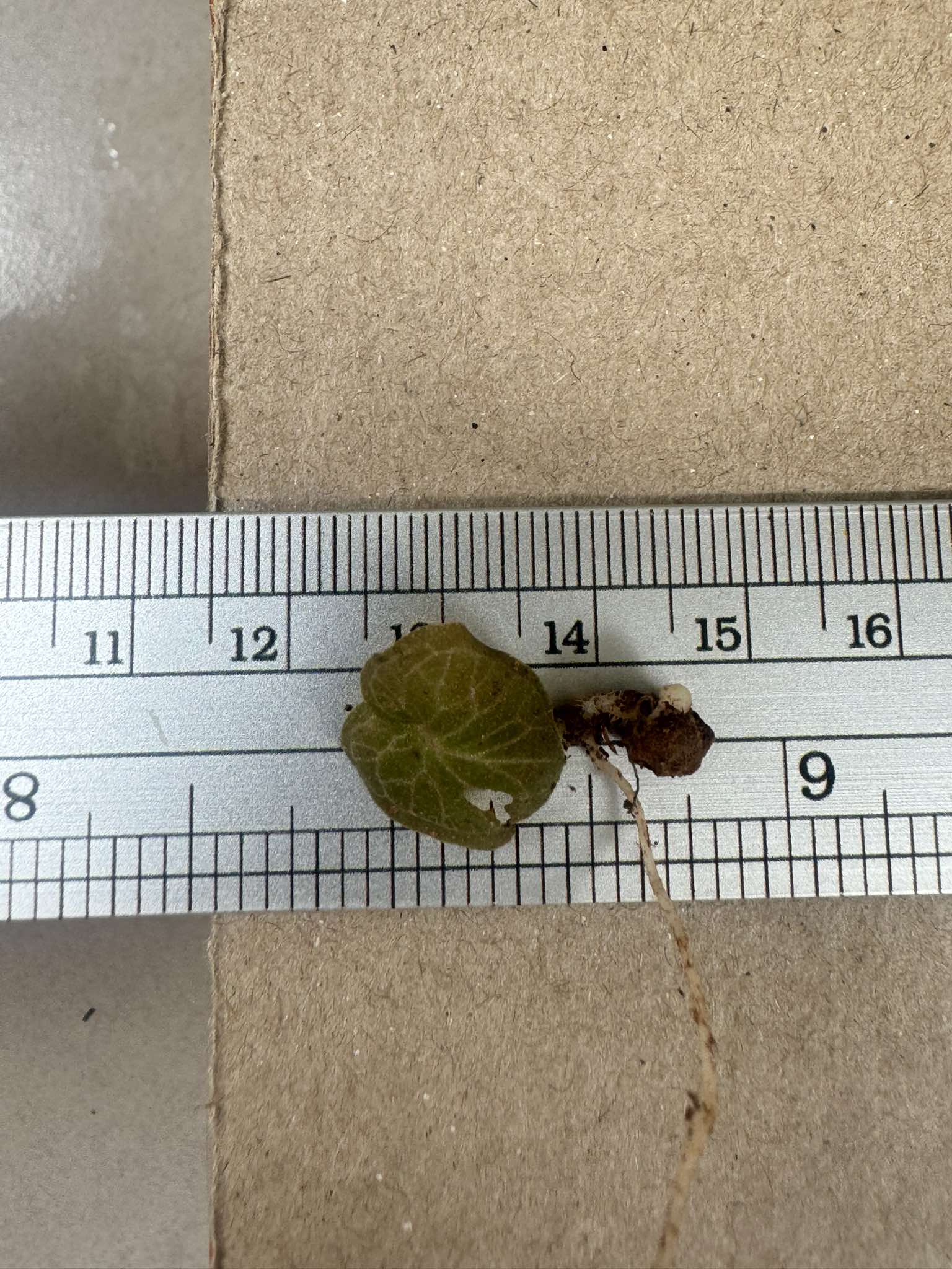 Corybas ecarinatus (Helmet Orchid) 5 Plant/tuber - PotPlantPetal