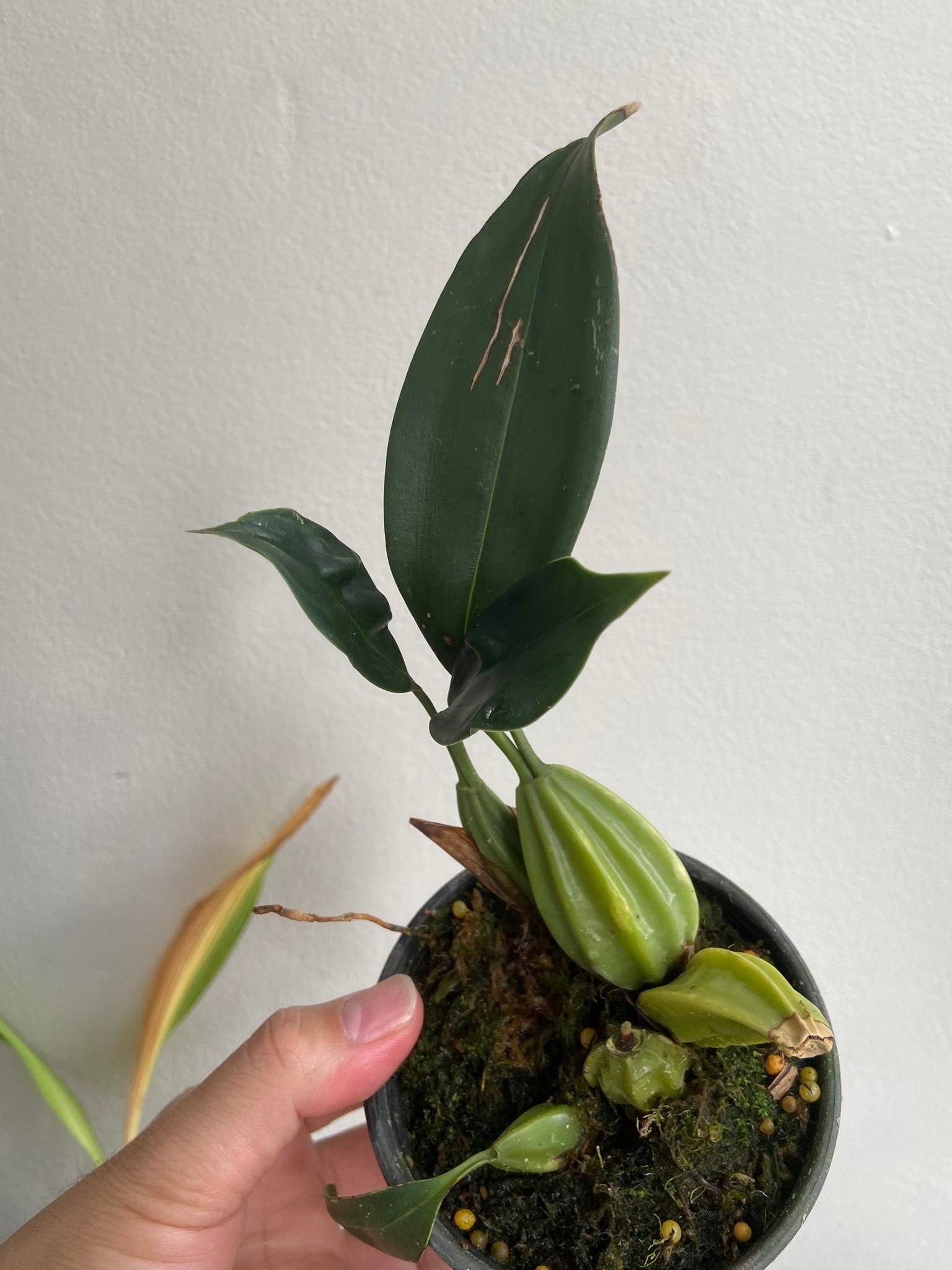Coelogyne nitida - PotPlantPetal