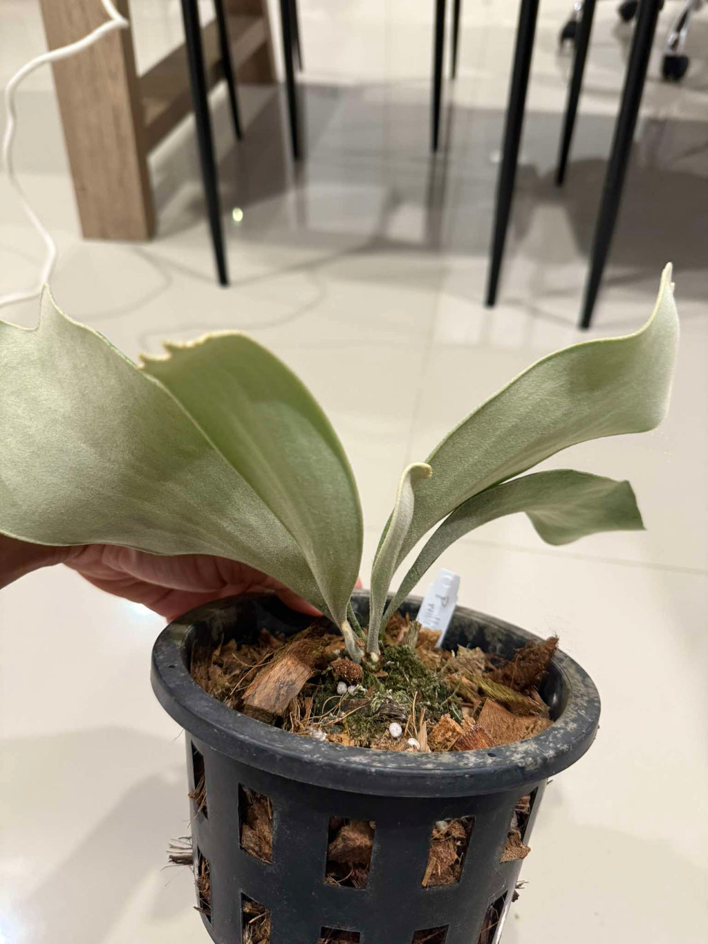 Platycerium Willinckii Celso tatsuta