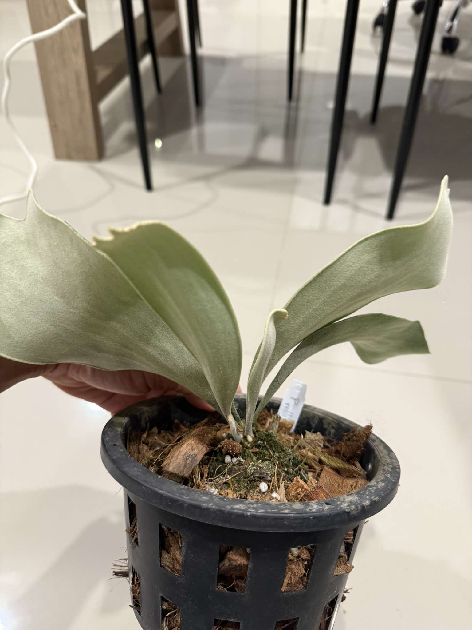 Platycerium Willinckii Celso tatsuta