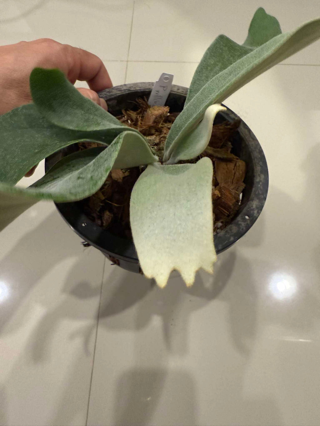 Platycerium Willinckii Celso tatsuta