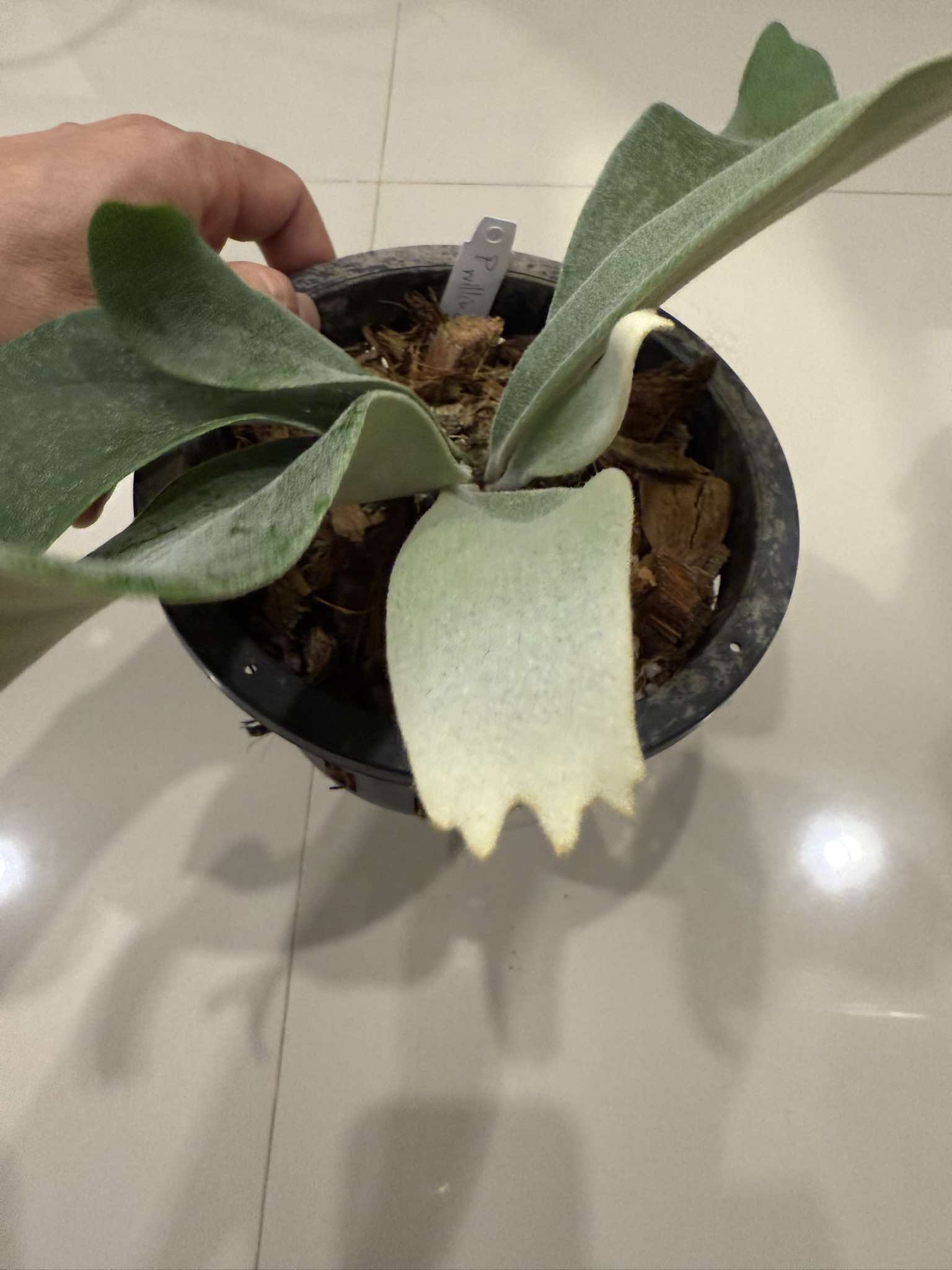 Platycerium Willinckii Celso tatsuta