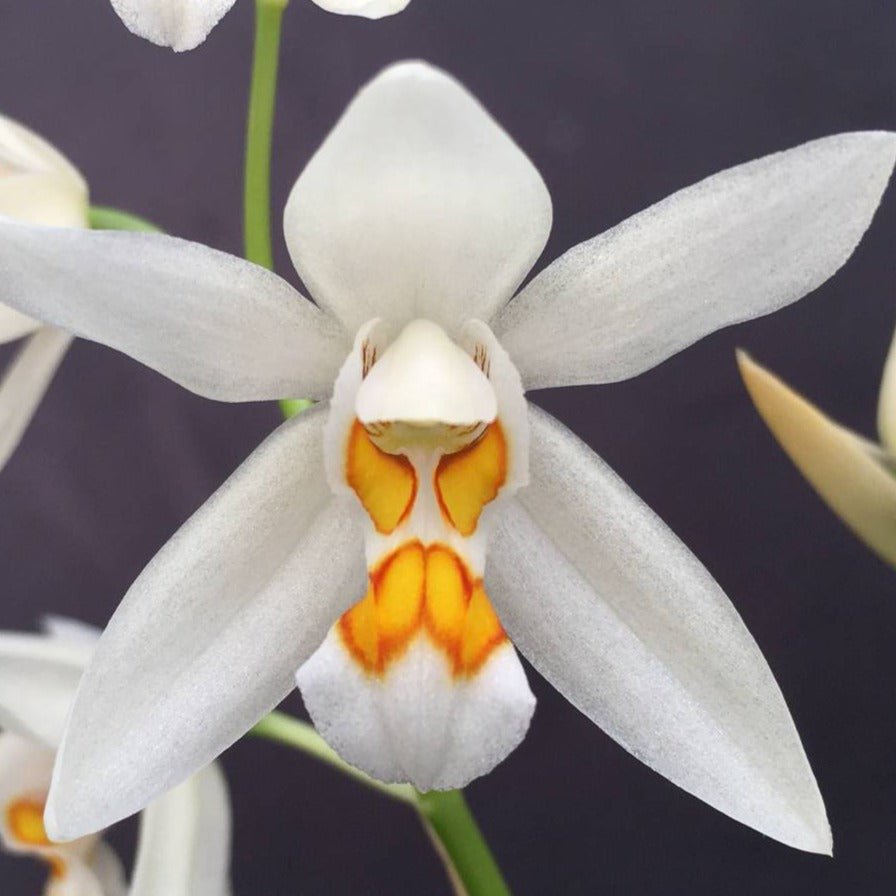 Coelogyne nitida - PotPlantPetal