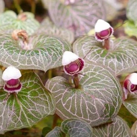 Corybas ecarinatus (Helmet Orchid) 5 Plant/tuber - PotPlantPetal