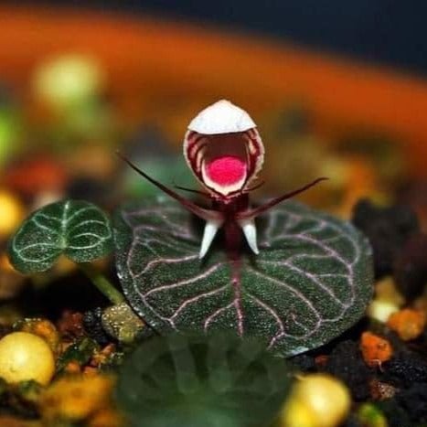 Corybas ecarinatus (Helmet Orchid) 5 Plant/tuber - PotPlantPetal