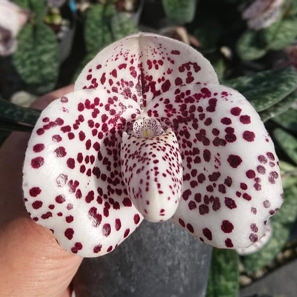 Paphiopedilum bellatulum - PotPlantPetal