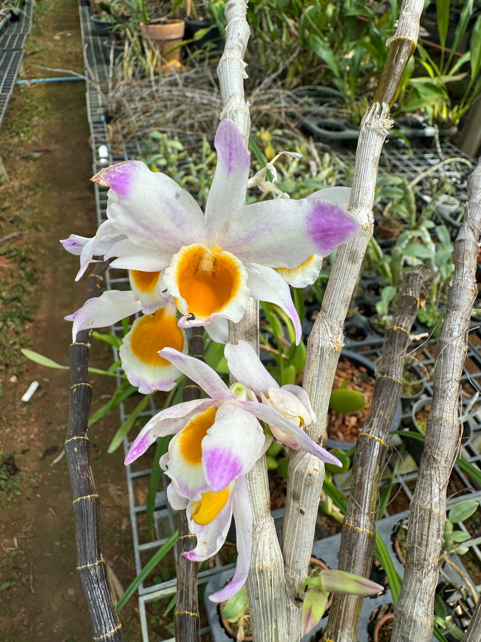Dendrobium jinghuanum