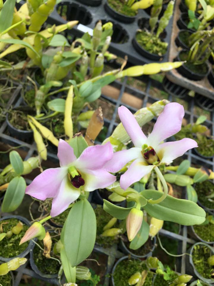 Dendrobium trantuanii