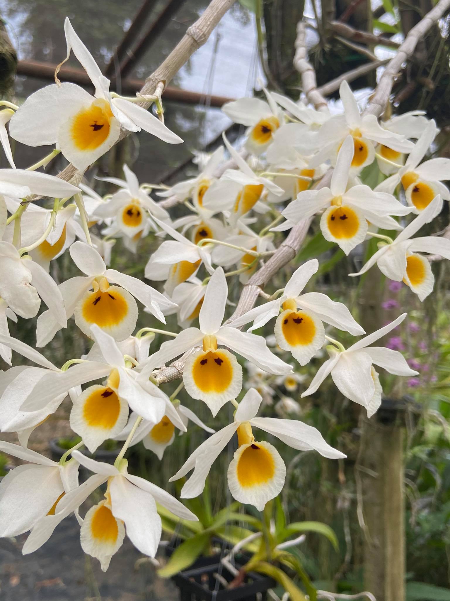 Dendrobium bensoniae - PotPlantPetal